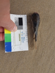 Marilyna pleurosticta