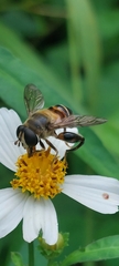 Mallota curvigaster