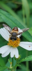 Mallota curvigaster