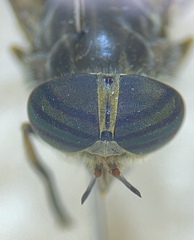 Hybomitra epistates