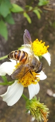 Mallota curvigaster