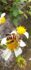 Mallota curvigaster