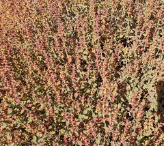 Scutellaria tomentosa