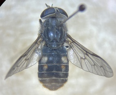 Hybomitra illota