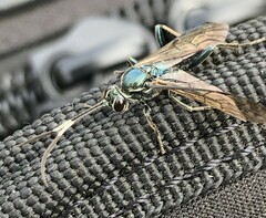 Coelichneumon eximius