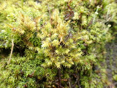 Triquetrella papillata