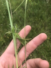 Dichanthelium wrightianum