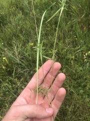 Dichanthelium wrightianum