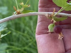 Ribes inerme