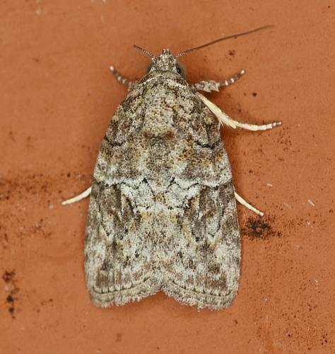 Black-olive Caterpillar Moth