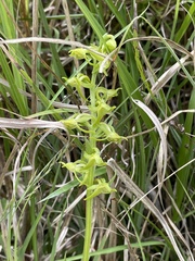 Platanthera mandarinorum pachyglossa