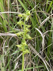 Platanthera mandarinorum pachyglossa