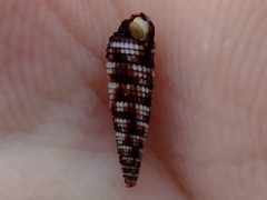 Nototriphora decorata