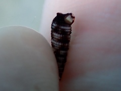 Nototriphora decorata