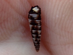 Nototriphora decorata