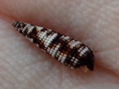 Nototriphora decorata