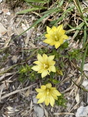 Gentiana scabrida