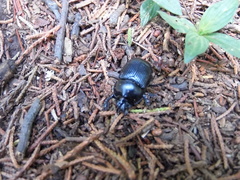 Ceratotrupes