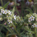 Baker's Cryptantha - Photo (c) Ernie Marx, some rights reserved (CC BY-NC), uploaded by Ernie Marx