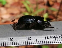 Ceratotrupes