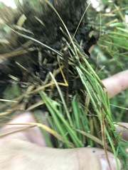 Carex superata