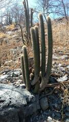 Cephalocereus apicicephalium