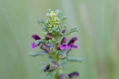 Pedicularis parviflora