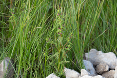 Pedicularis parviflora