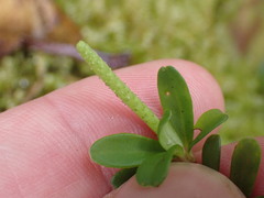 Peperomia tetraphylla