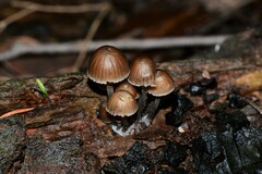 Mycena subgalericulata