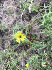 Madia citriodora