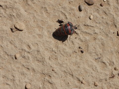 Megetra