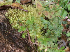 Peperomia tetraphylla