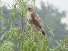 Buteo japonicus
