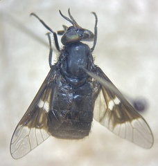 Chrysops mitis