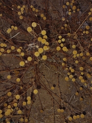 Oncosiphon pilulifer