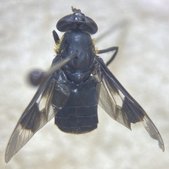 Chrysops cincticornis