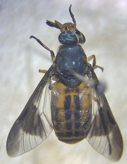 Chrysops striatus
