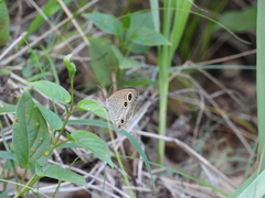 Ypthima motschulskyi