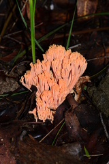Ramaria anziana