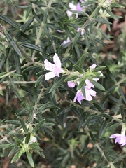 Westringia eremicola