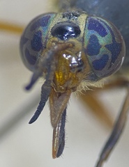 Chrysops striatus