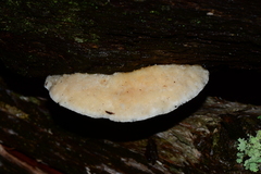 Postia lactea
