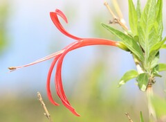 Anisacanthus pumilus