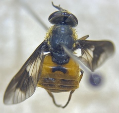 Chrysops frigidus