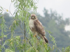 Buteo japonicus