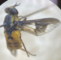 Chrysops frigidus