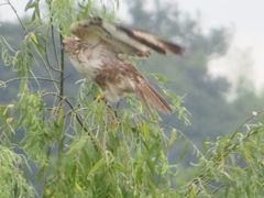 Buteo japonicus