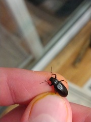 Strongylium terminatum