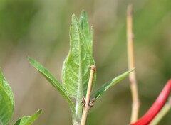 Anisacanthus pumilus
